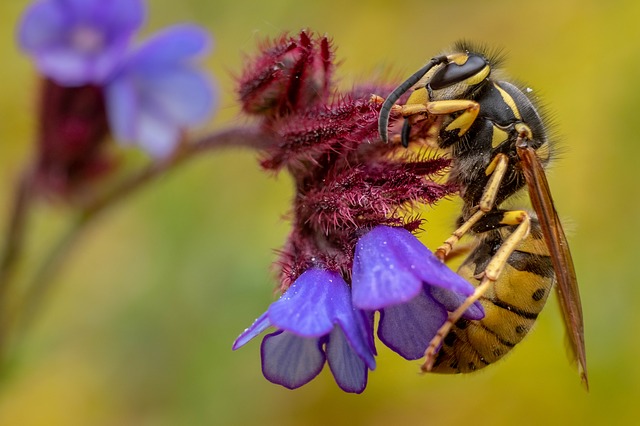 Eine Hornisse, die auf einer Blüte sitzt.